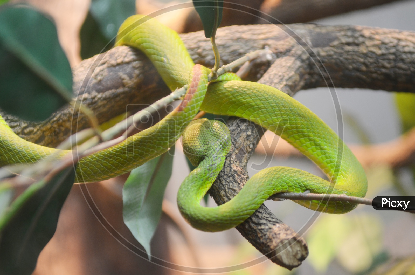 Green snake or Pit Viper Snake  on a Tree Branch