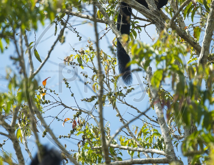 Black Giant Squirrel on Tree