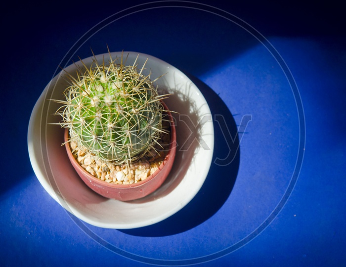 Cactus Plant In a Ceramic bowl