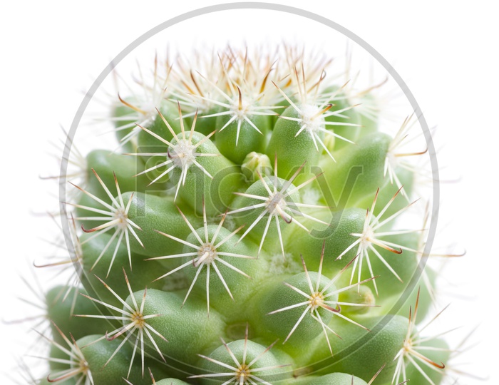 Green Cactus Plant Closeup With Thorns  Isolated On White Background