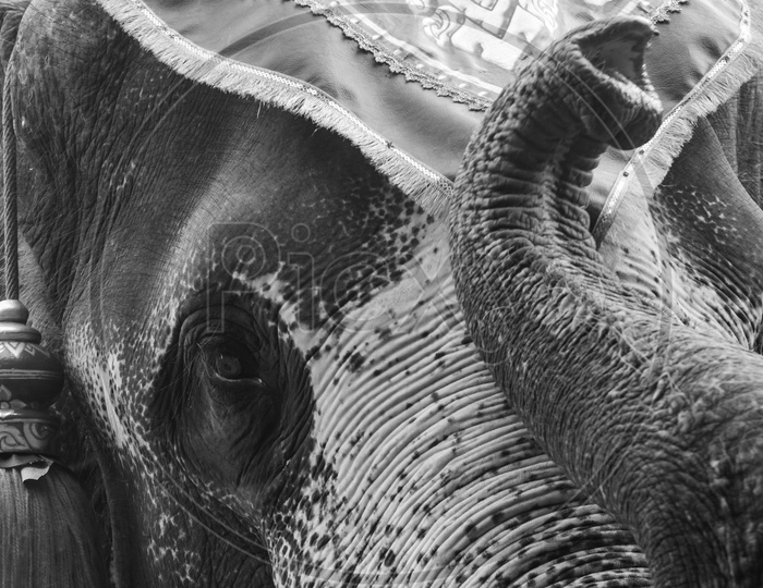 Asian Elephant Trunk Closeup In B&W Filter