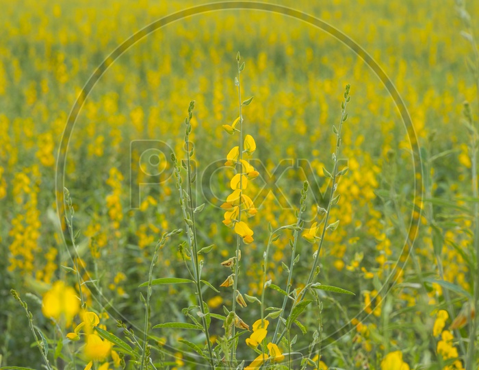Closeup Shot of Yellow Flowers in Field