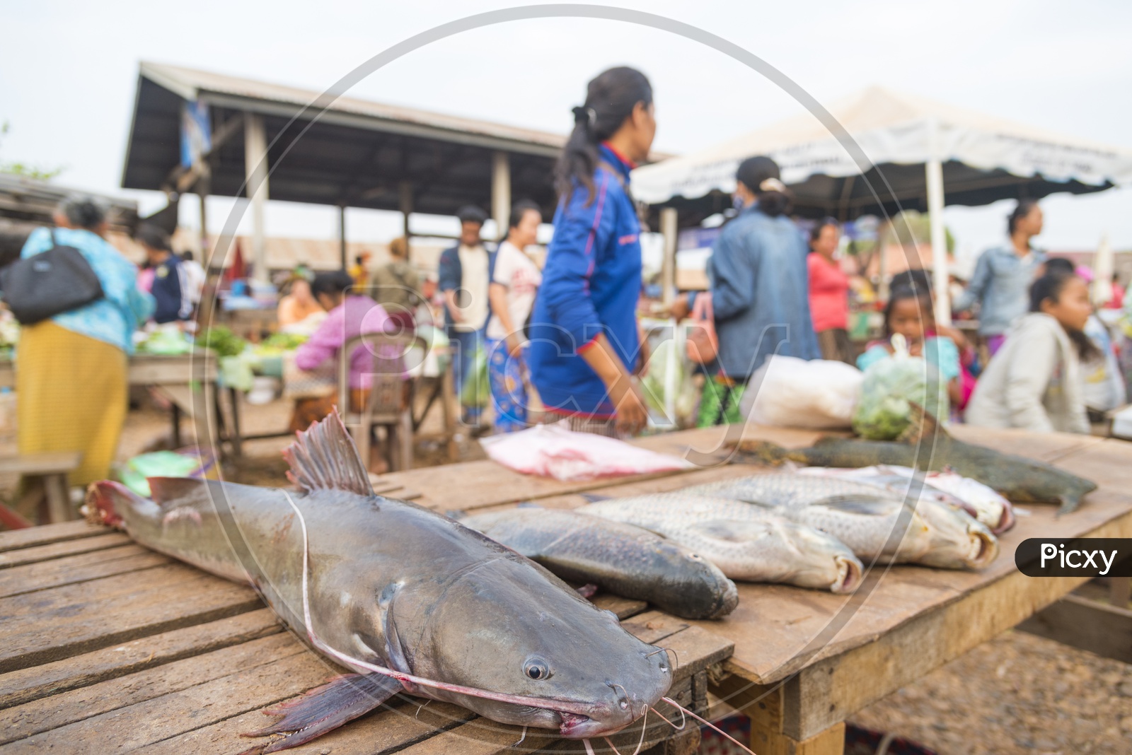 A Laos fish for sale in Luang Prabang Morning Market, Laos