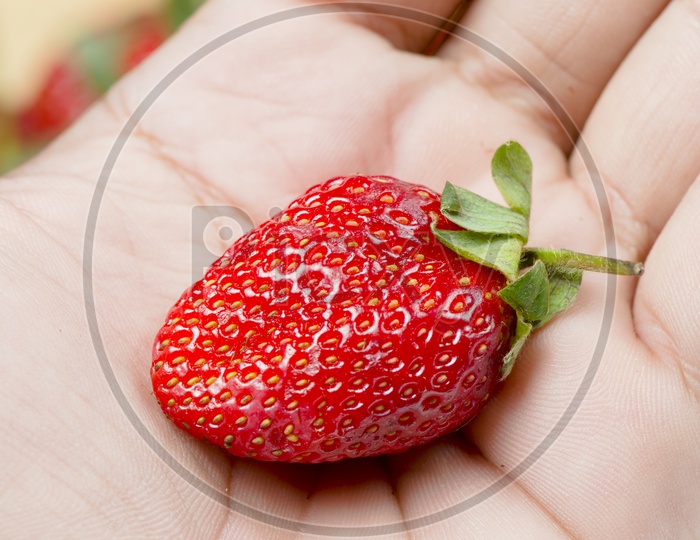 Yummy Strawberry in a Hand