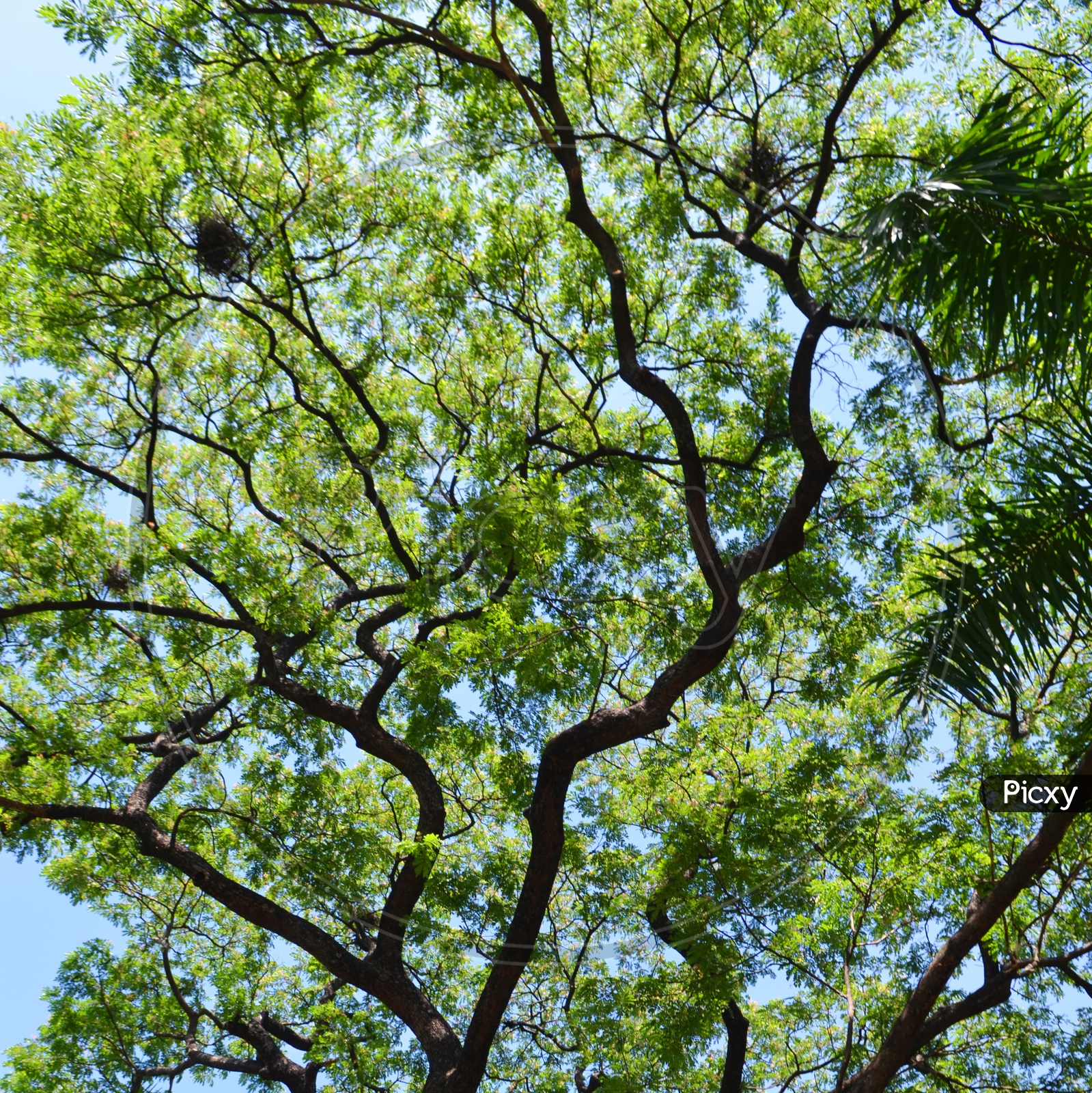 Closeup Shot of Tree canopy
