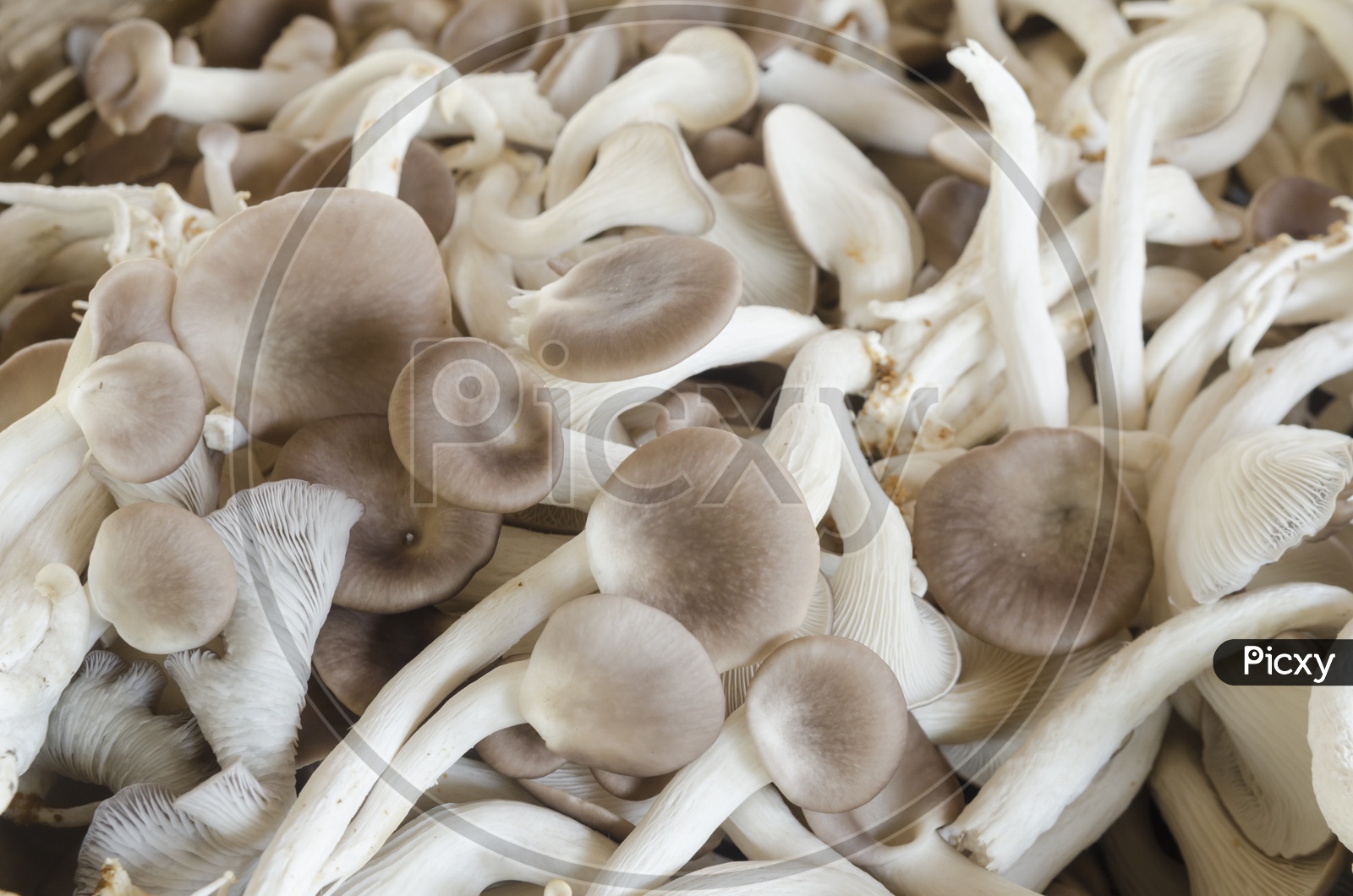 Nakhabinoda chalgitmasdan jinsiy aloqa