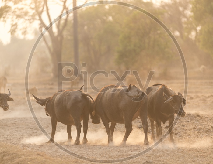 Buffaloes in rural area of Thailand