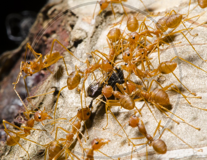 Group of Red Ants