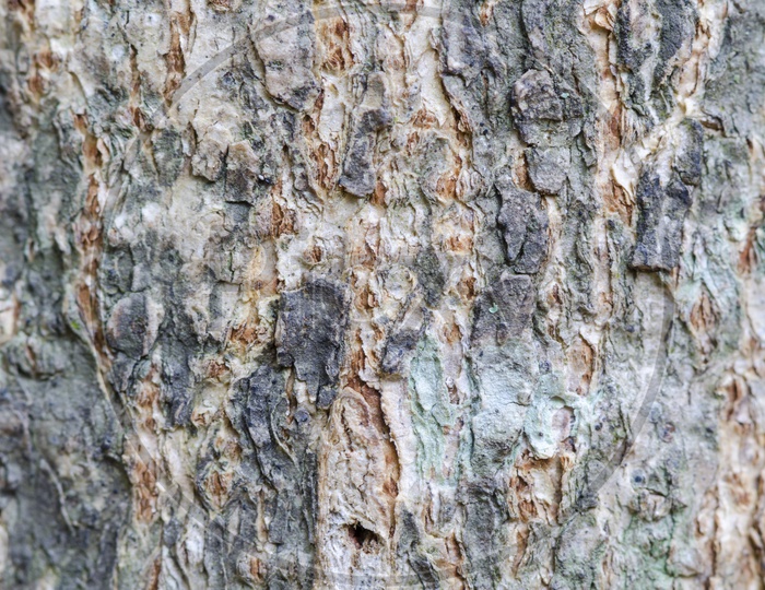 Abstract texture bark of a tree in Thailand