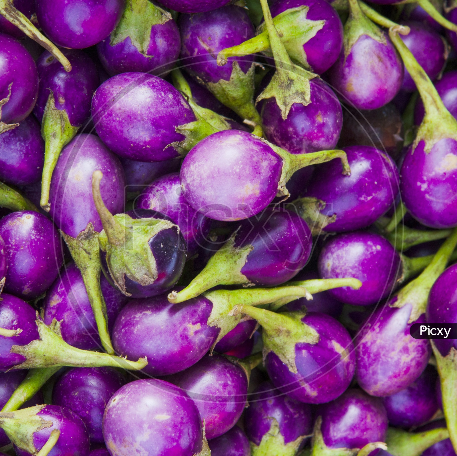 Closeup Shot of Eggplant or Brinjal