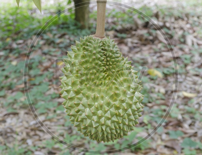 Fresh Durian Fruit on tree in the tropical orchard, Thailand