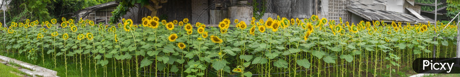 View of sunflowers panorama