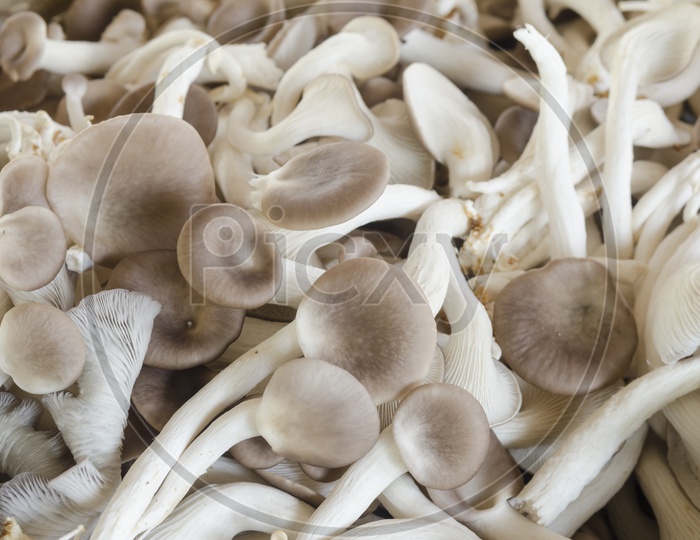 Freshly Plucked Mushrooms In a Basket Closeup