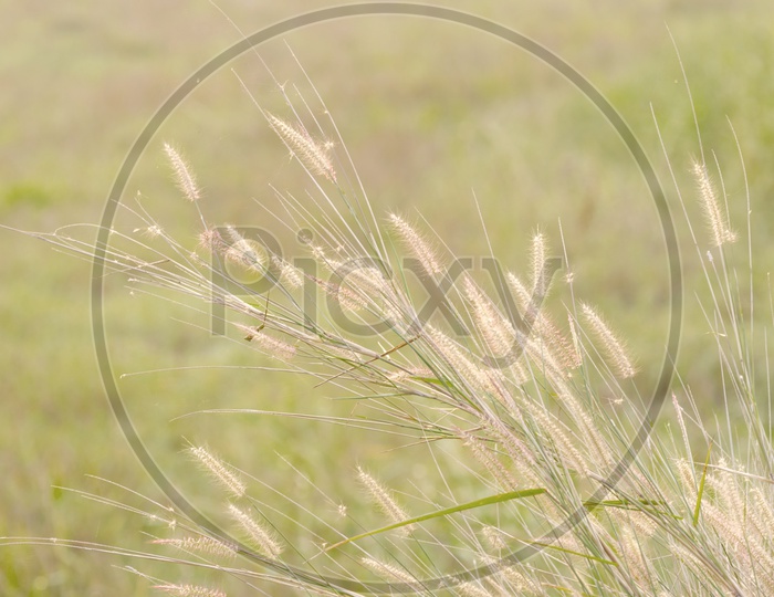 Silver Grass In Summer On The Fields of  Sam Khok National Park , Pathum , Thailand