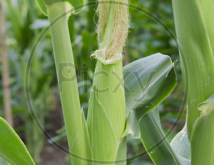 Cob of Corn in Thai Corn Fields