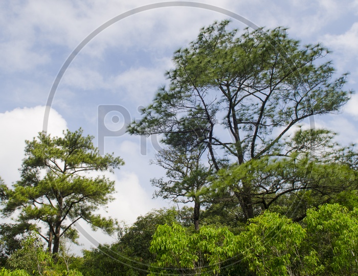 Pine trees in the forest with blue sky