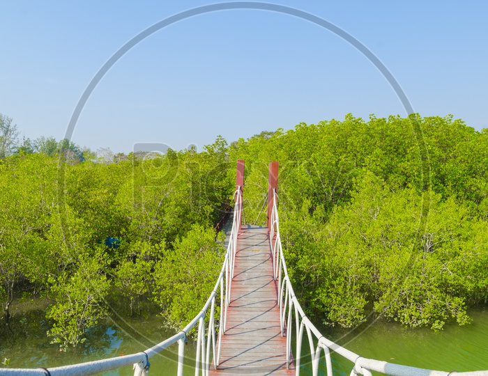 Wooden Bridge Leading To Mangrove Forest