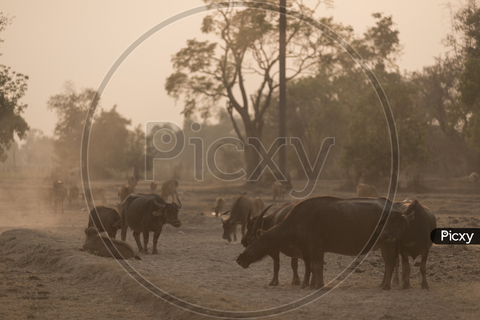 Thailand water buffaloes  in paddy field during sunset