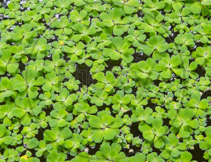 Floating water lettuce, Pistia stratiotes