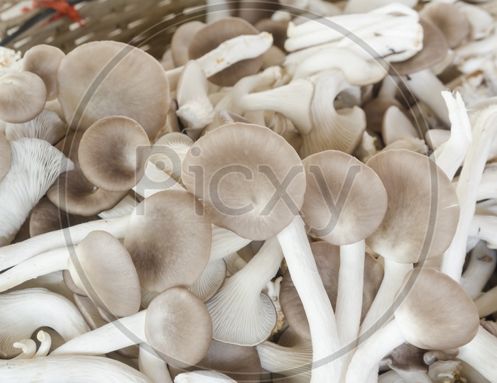 Freshly Plucked Mushrooms In a Basket Closeup