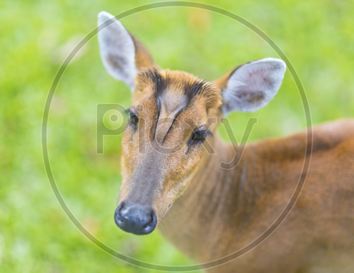 Closeup of fea's barking deer's head in Khao Yai National Park, Thailand