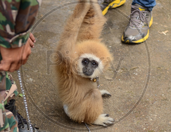 gibbon monkey with chain
