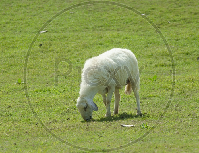 A Sheep grazing in South island, New Zealand.