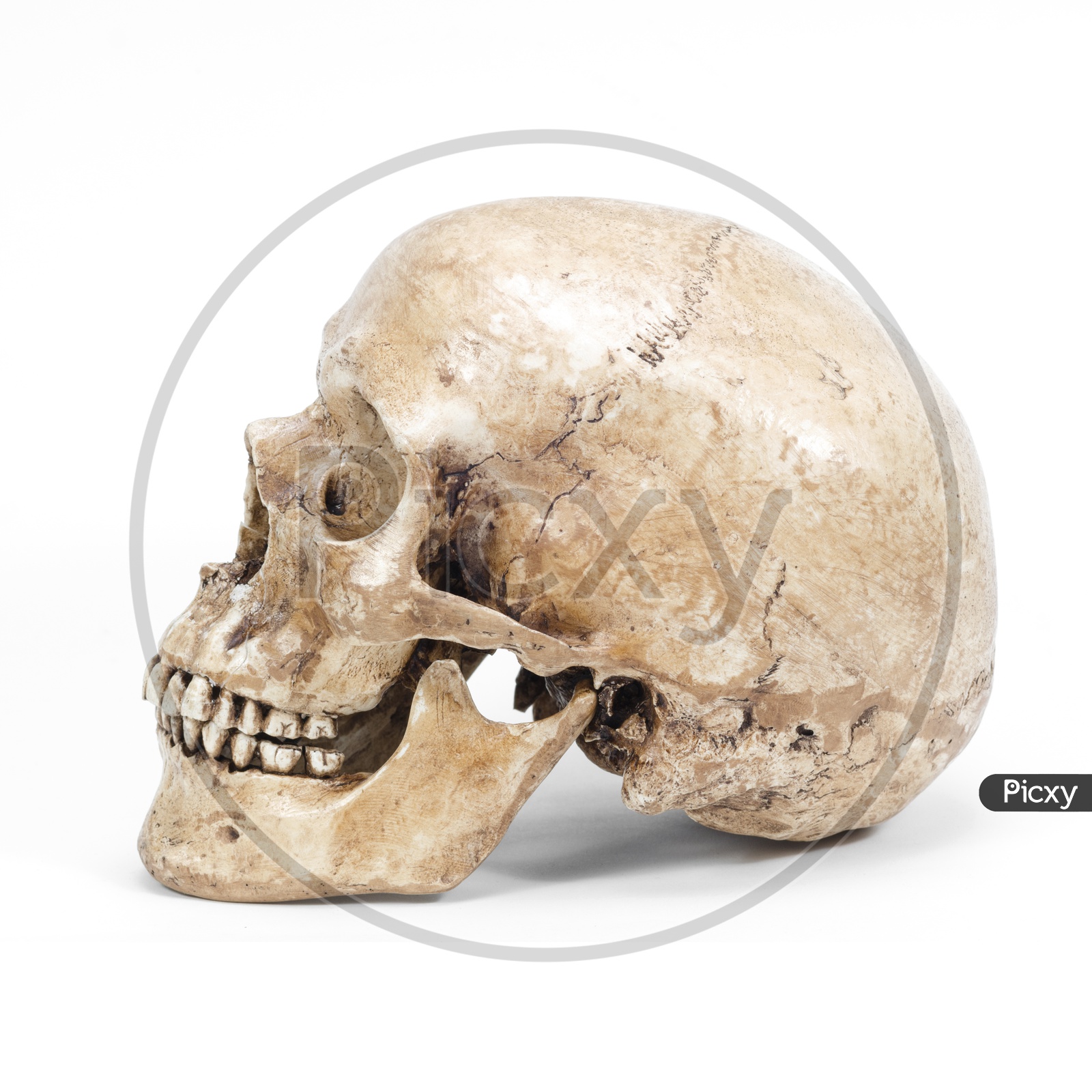 Side View of Human skull isolated on white background