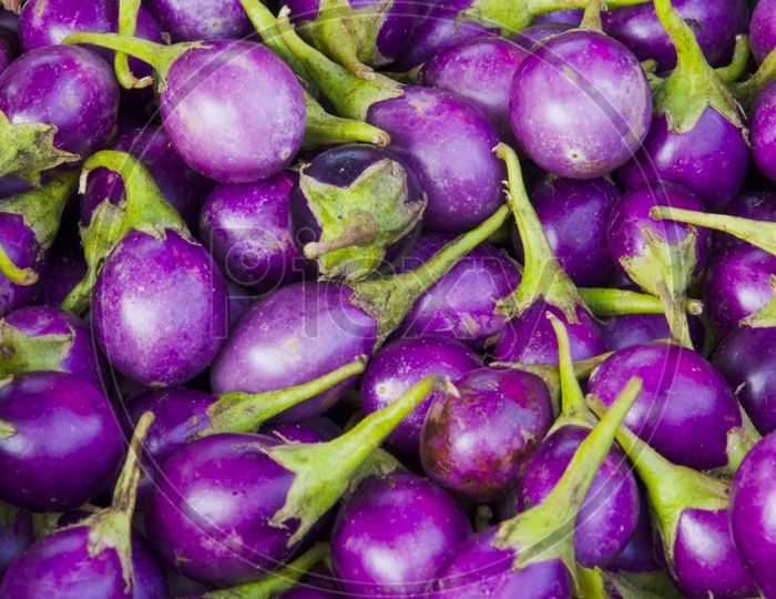 Eggplant or Brinjal