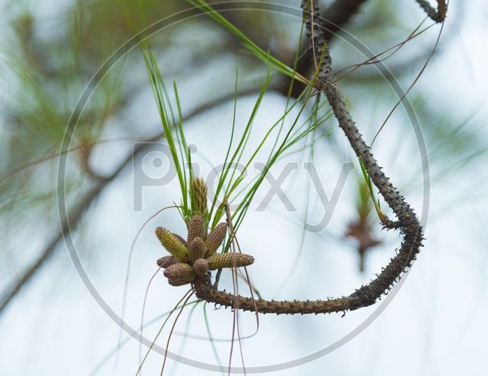 Closeup Shot of Pine Flower