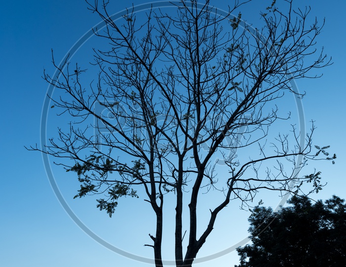 Alone Tree Silhouette with blue sky sunset