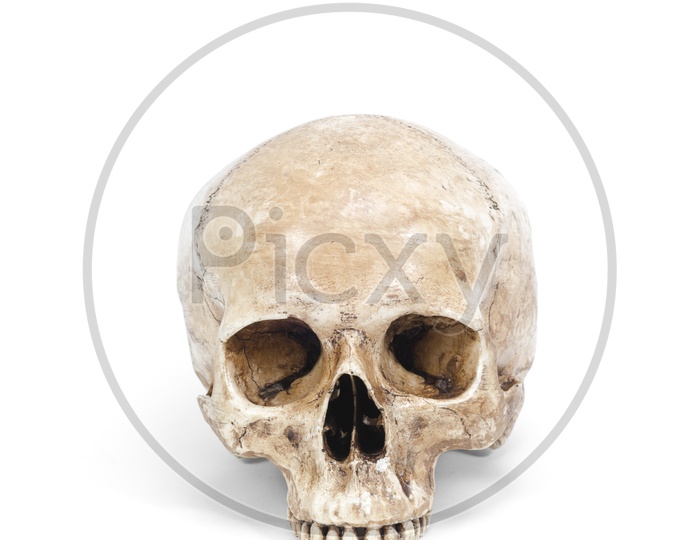 single human skull isolated on white background