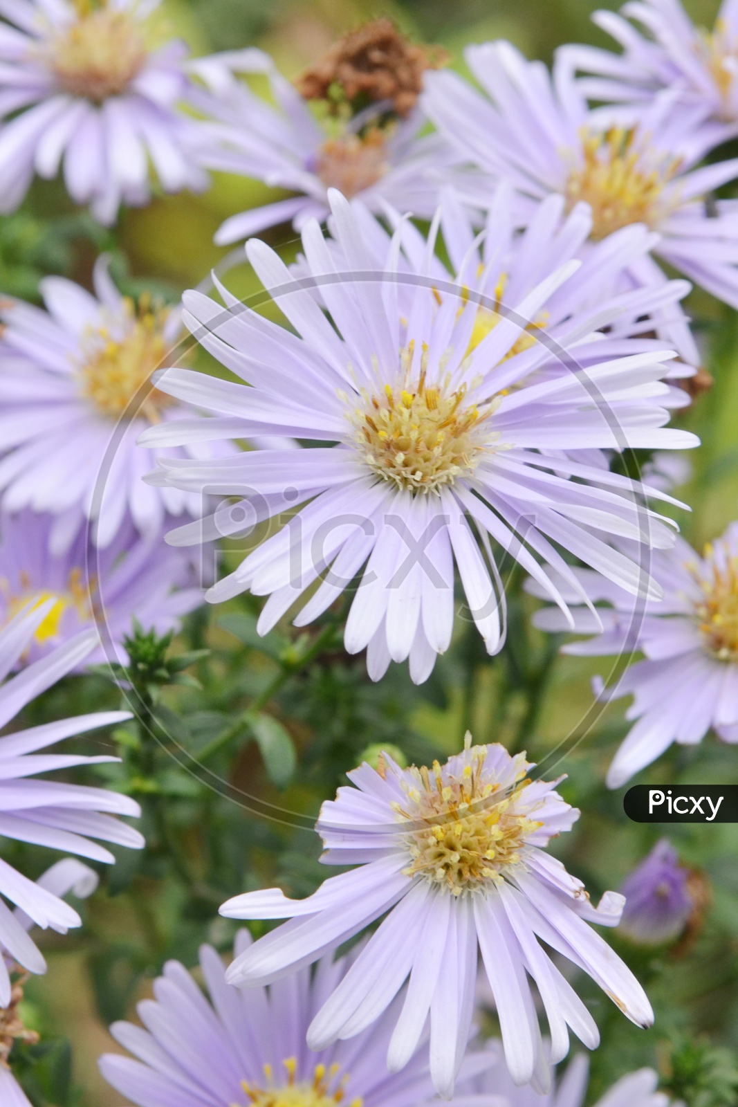 American Asters Or Purple Flowers Closeup Forming a background