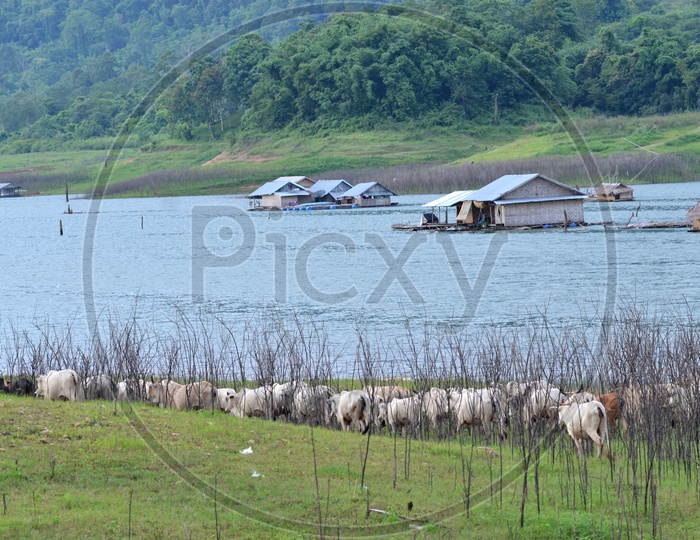 Cows in a meadow along the riverside, Thailand
