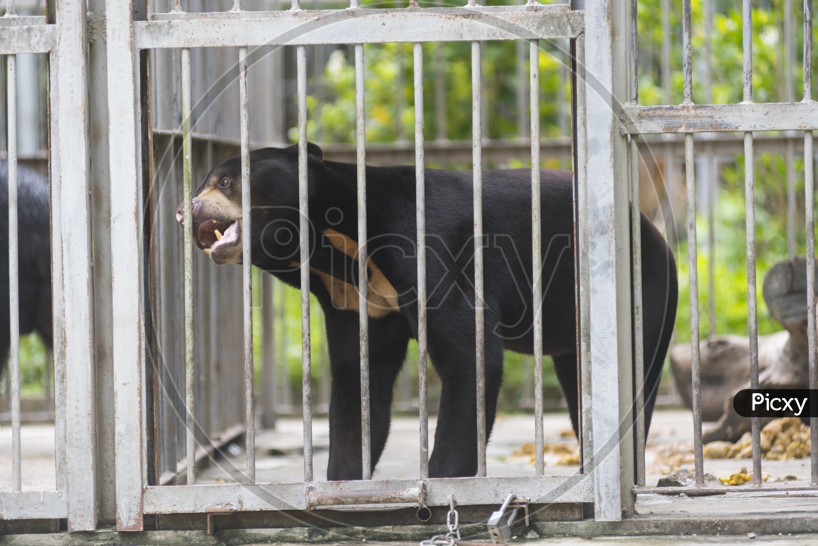Black Wild Bear In a Cage