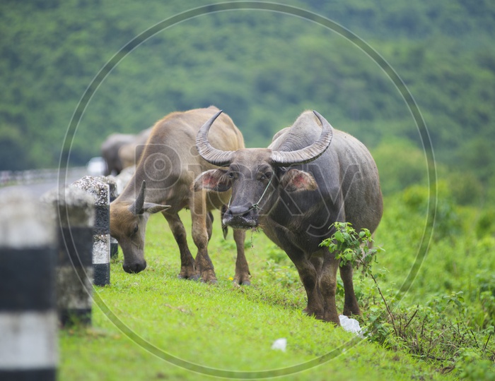 Group of buffalo in Thailand nature field