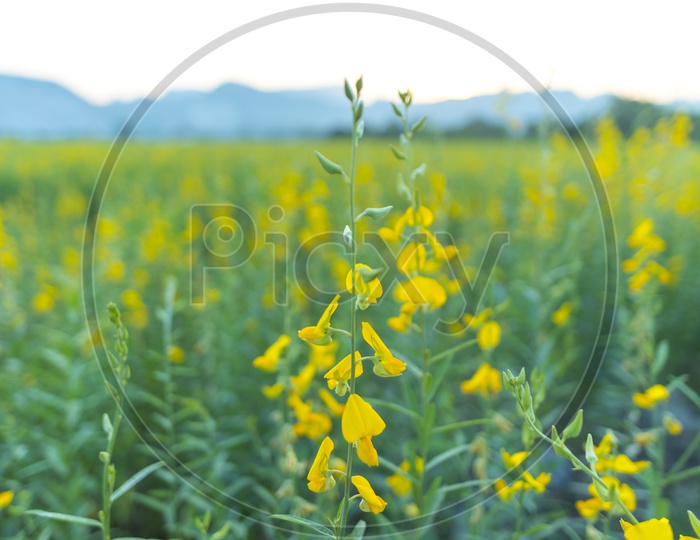 Closeup Shot of Yellow Flowers in Field