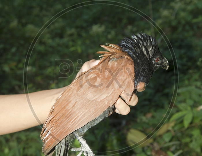 Black and Orange bird (Greater Coucal) in hand