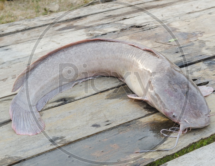 Image of large catfish on wooden table-IU317568-Picxy