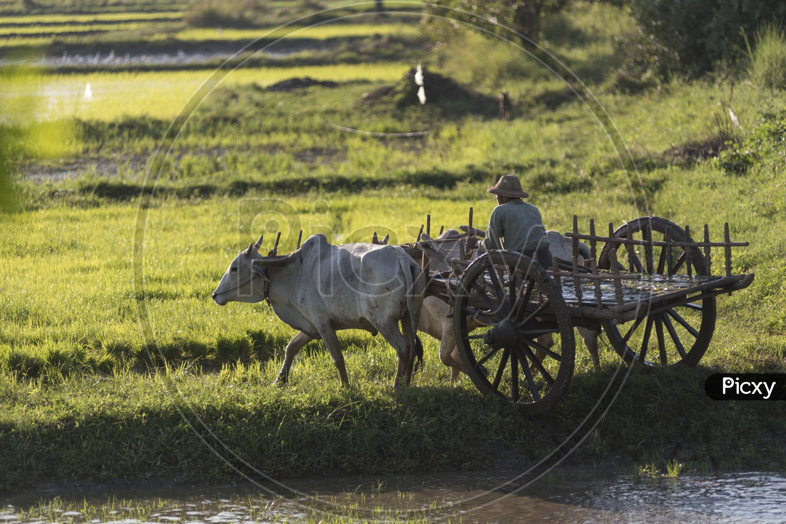 A Thailand farmer riding a bullock cart