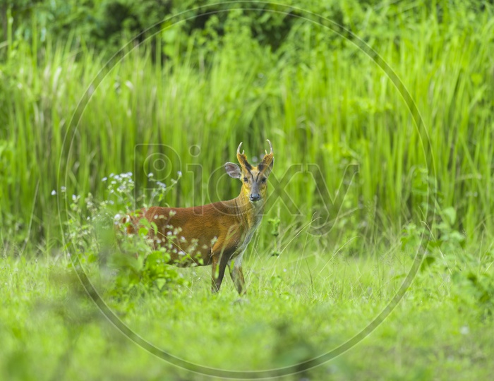 Muntiacus muntjak or fea's barking deer in Khao Yai National Park, Thailand