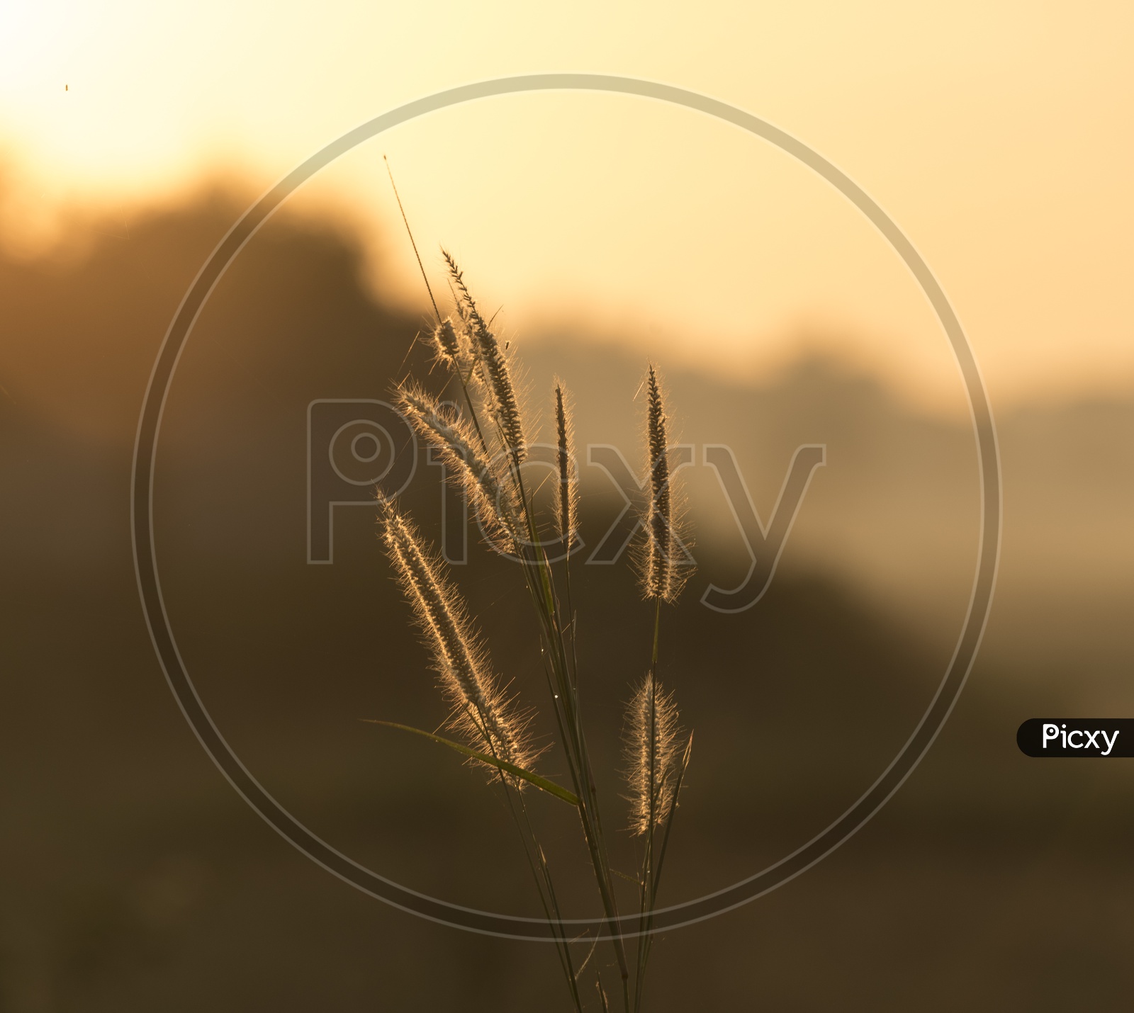 Macro Shot of Grass Flowers with Sunset in Background