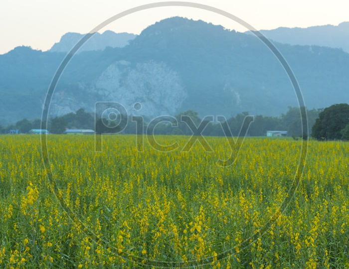 yellow flowers in Field with Mountains in Background