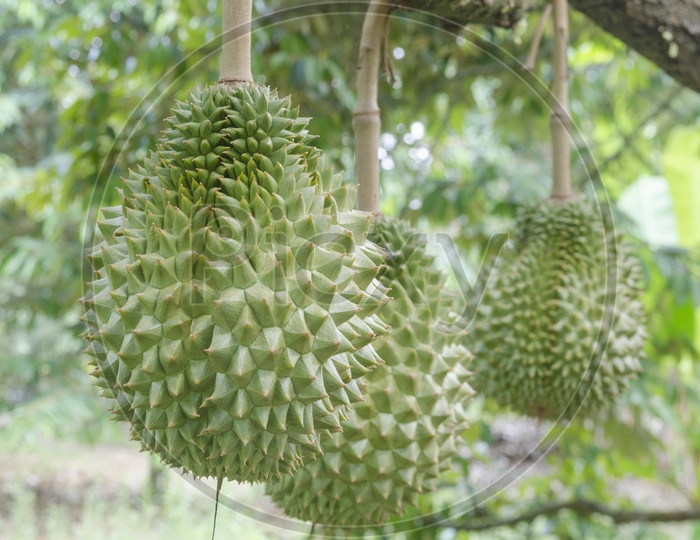 Fresh Durian Fruit on tree in the tropical orchard, Thailand