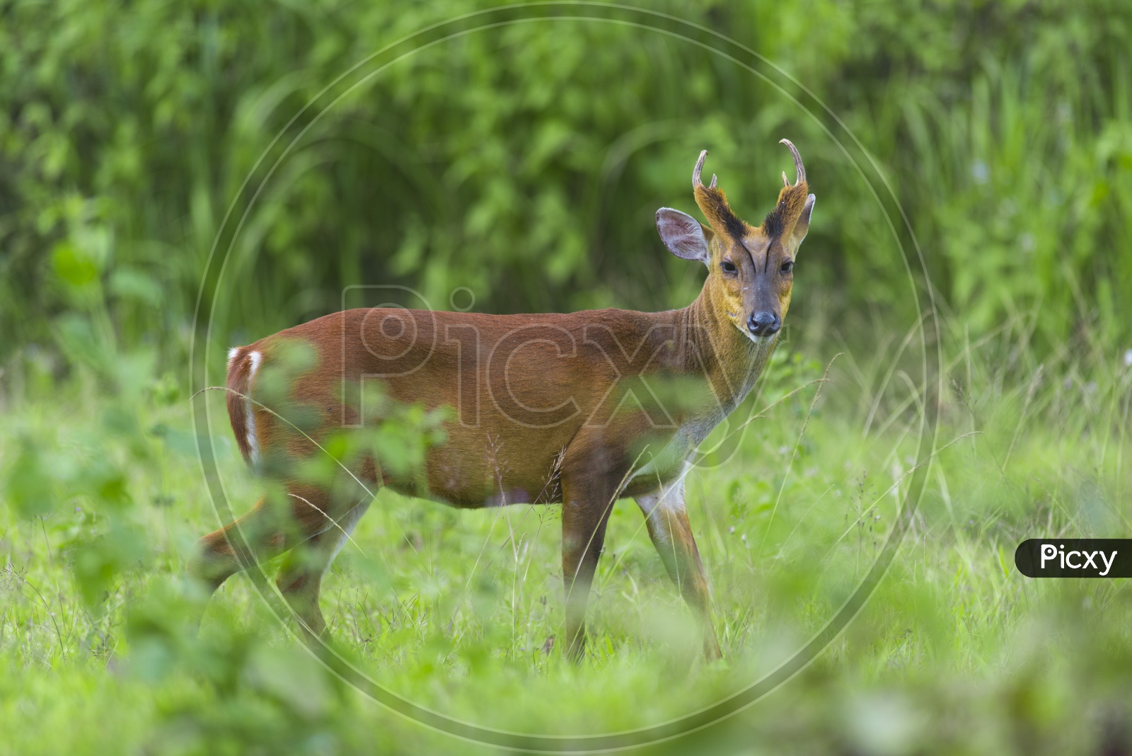 Closeup of fea's barking deer in Khao Yai National Park
