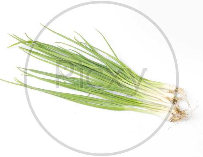 Onion herb