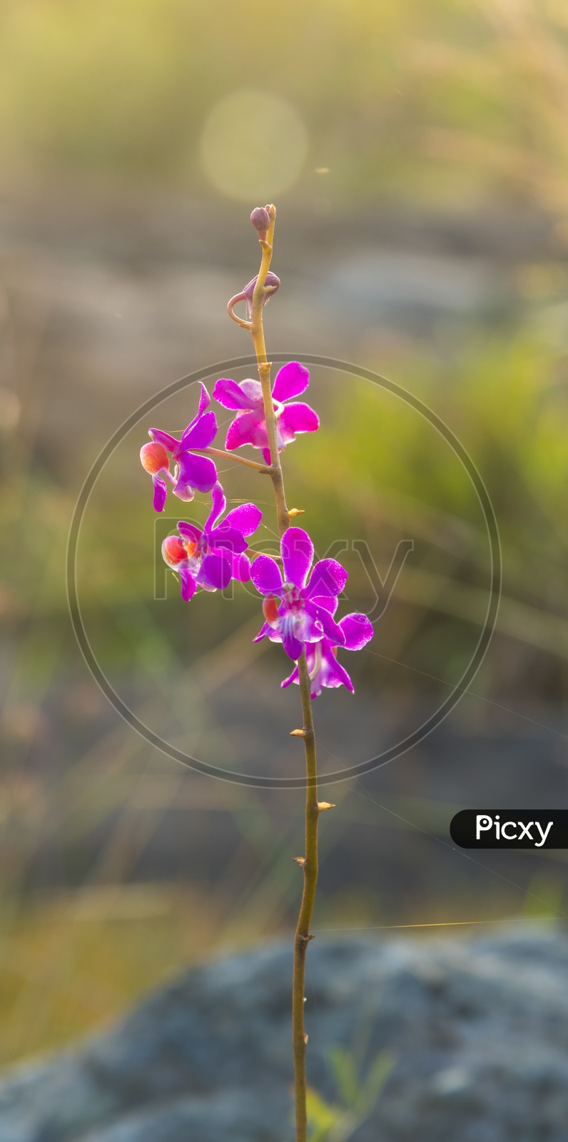 Closeup of violet wild flower in Thailand