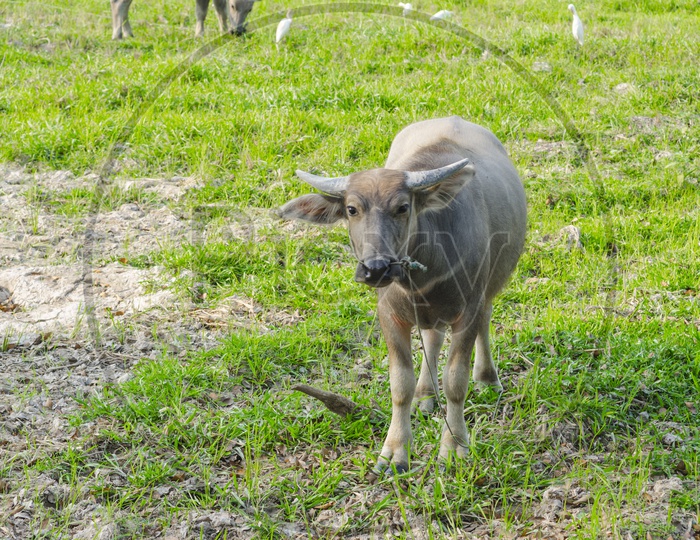 Water Buffalo in Agriculture Fields, Thailand