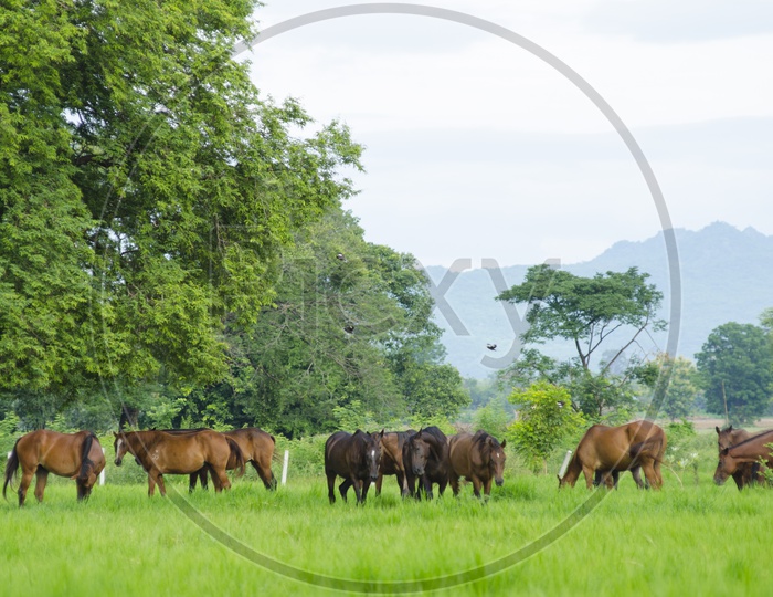 Herd of horses in the Thailand pasture