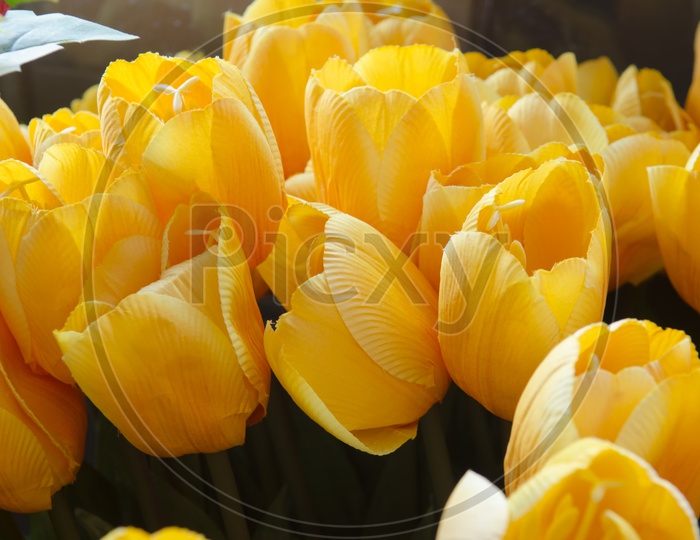 Bunch of Thai Yellow tulips